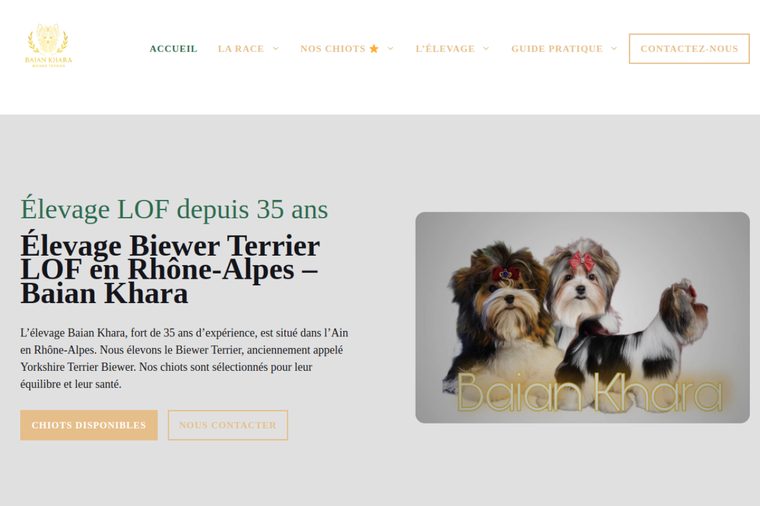 Site d’élevage de Biewer Terrier : Baïan Khara