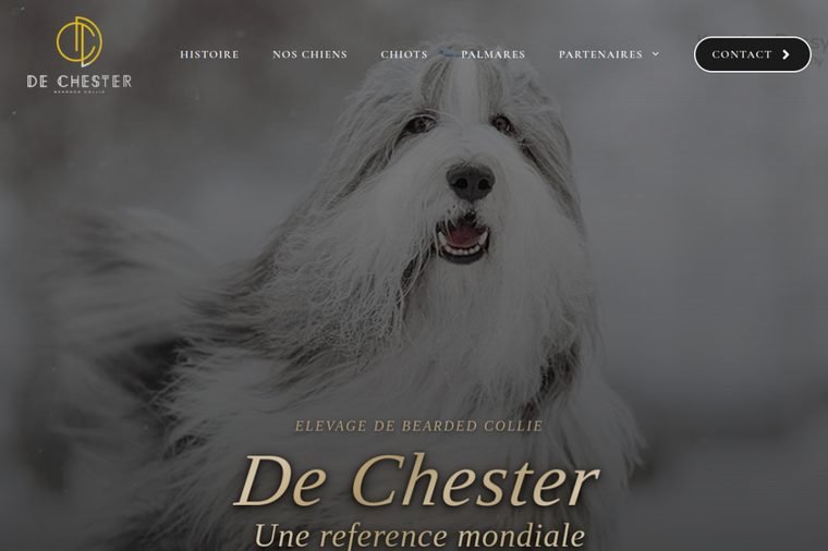 Site d’élevage de Bearded Collie : De Chester