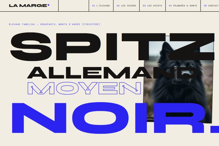 Site d’élevage de Spitz nain : Le brutaliste assumé